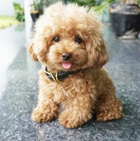 发财致富机会来了，有人悬赏两万寻找爱犬
