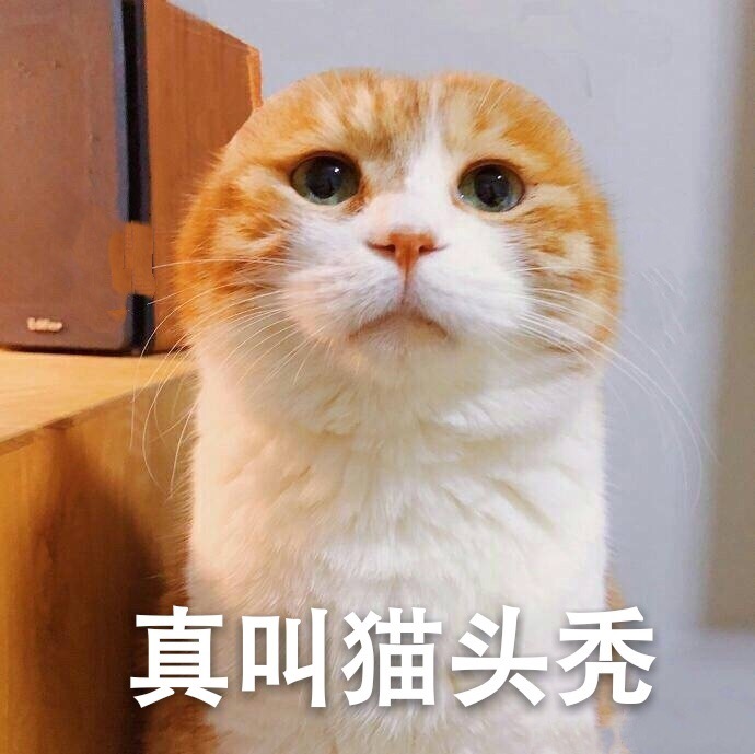 喵星人表情264:(猫日哆啦)真叫猫头秃!OK!说梦表情堆猫咪包a糖图片