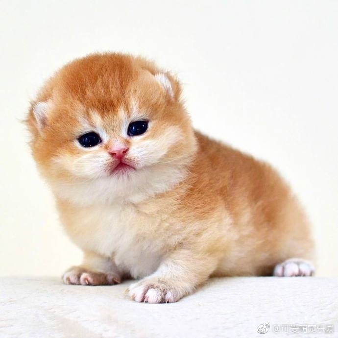 可爱小橘猫诱惑来袭，我的颜色最纯正!