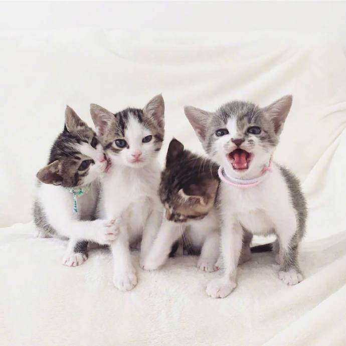 4只小猫咪日常拍照,萌炸了.