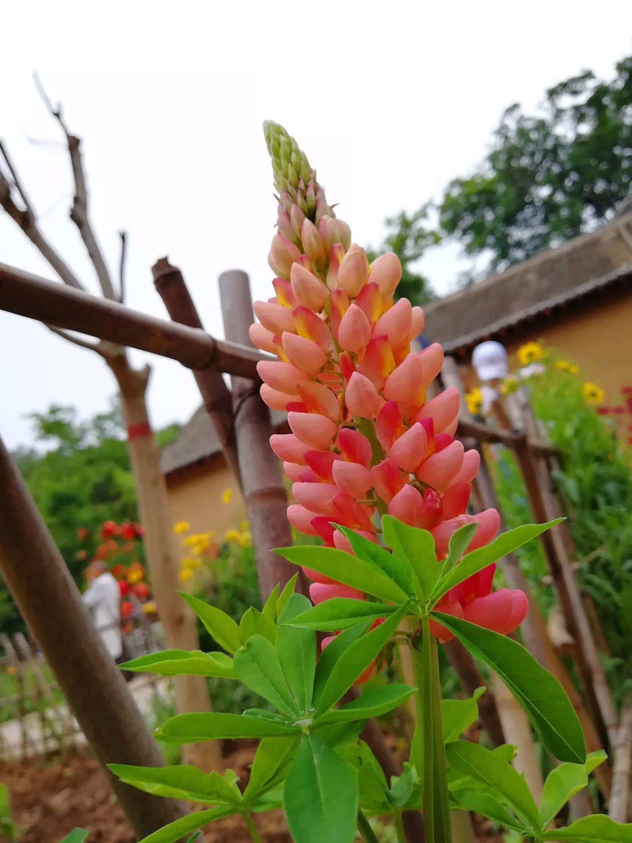 水壶为何能悬浮在半空中?还一直流水?原理很