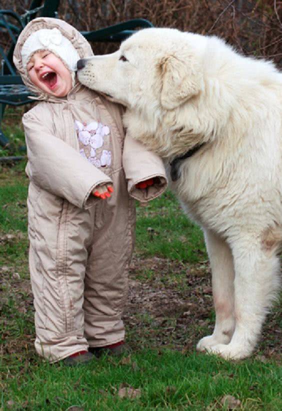大型犬超凶狠?纽芬兰犬和大白熊犬:锅从天上来,我们不