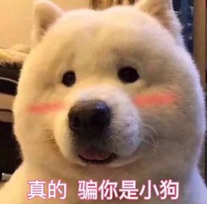 狗子表情包|狗子你的表情包到了