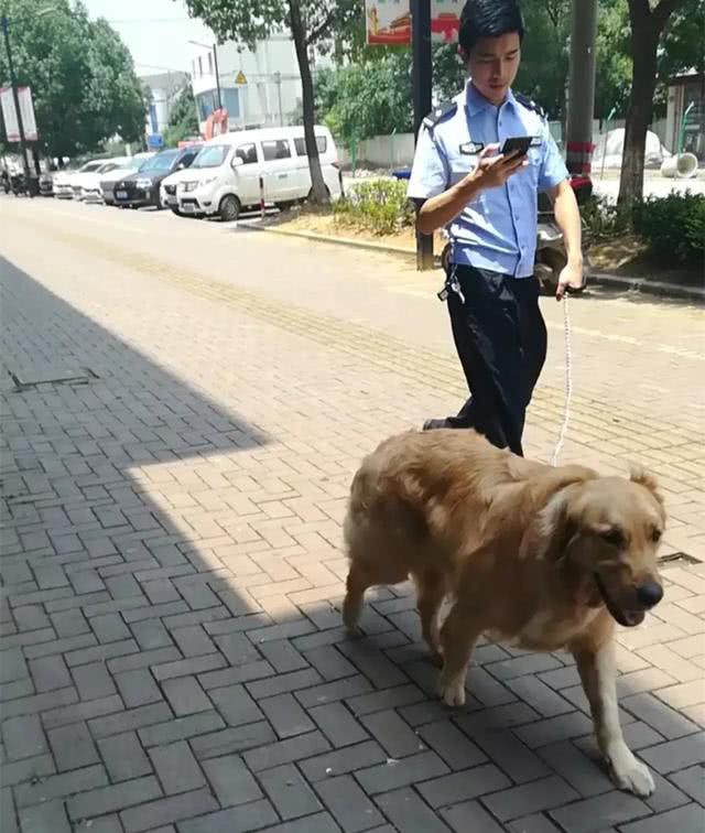 金毛跟着警察小哥哥巡逻,眼中都是骄傲,金毛:因为我是警犬!