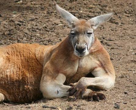 澳洲袋鼠种类和特征 澳大利亚国宝动物冷知识