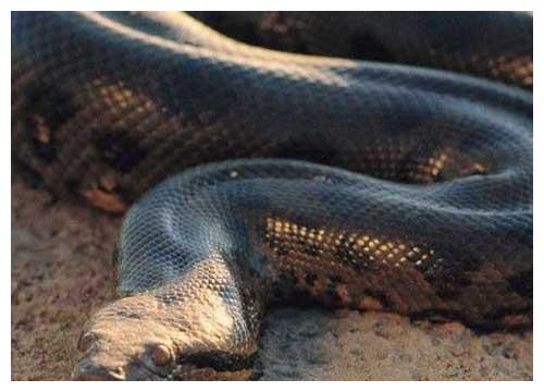 泰坦巨蟒真实照片森蚺 f879-hnprhzv8949455.jpg