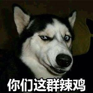 二哈头像搞笑图片