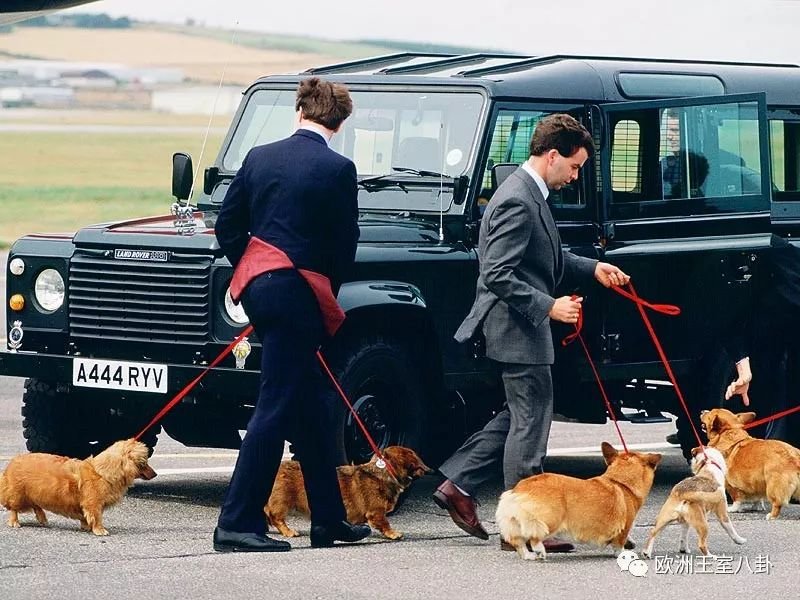 英国女王柯基图片