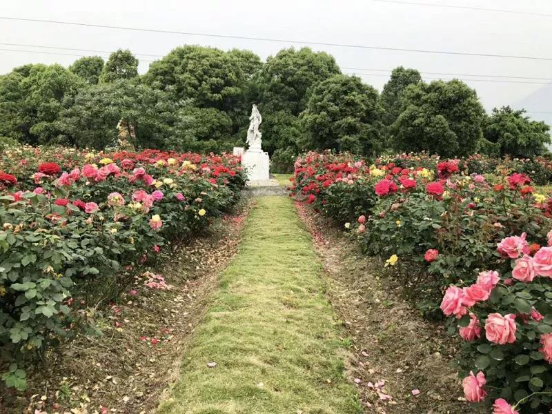 2018浙江(温州)花卉博览会即将开幕,来丽岙赴