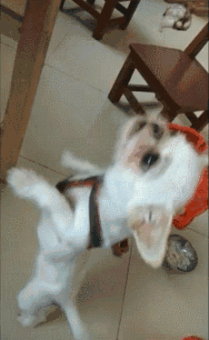 别人家猫咪总是欺负狗子,我家的狗子竟然逼得猫咪放弃