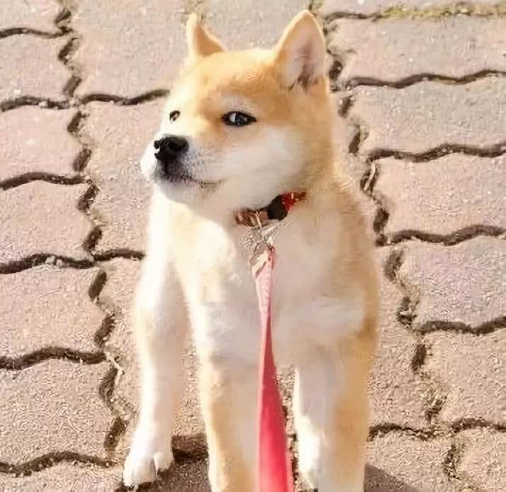 柴犬被迫刷牙,逃不过只好举手投降:牙膏味道真难吃