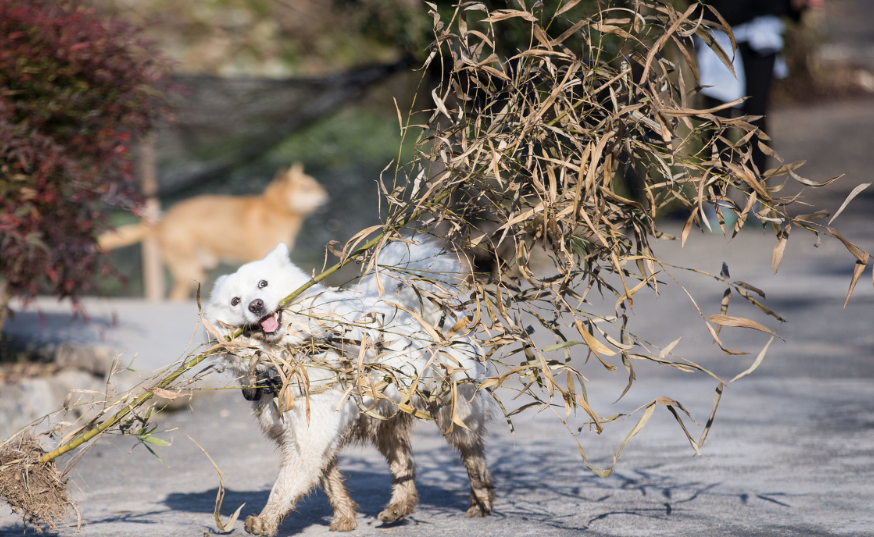 男孩带傻女孩回家父母反对,女孩拿出全家福,父
