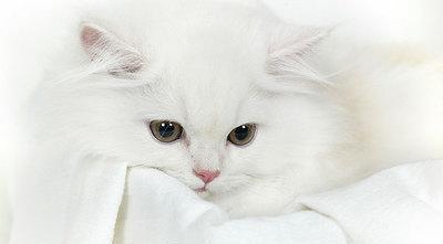 猫咪出现呕吐现象,用这招