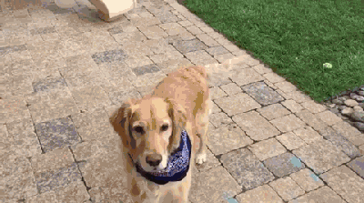 壁纸 动物 狗 狗狗 400_223 gif 动态图 动图