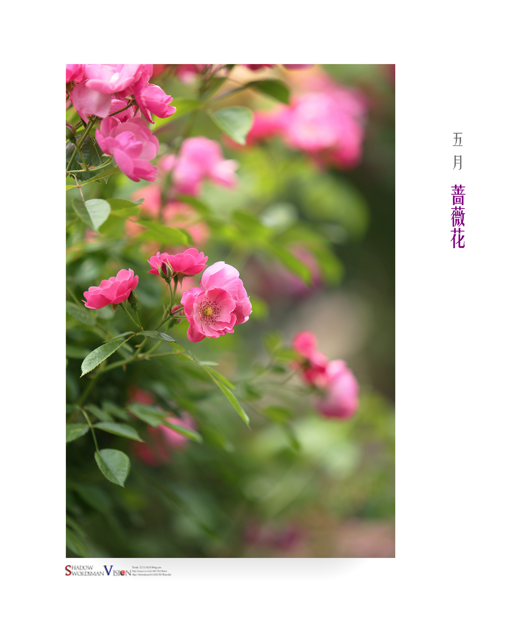 2018,美丽南京。五月·蔷薇(南京,玄武湖月季