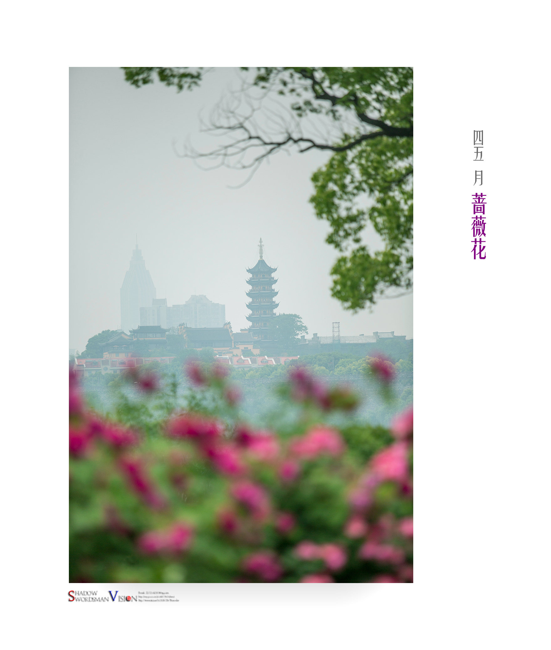 2018,美丽南京。五月·蔷薇(南京,玄武湖月季