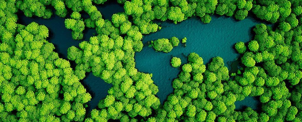 2017年,全球森林覆盖每分钟丧失多大面积?40
