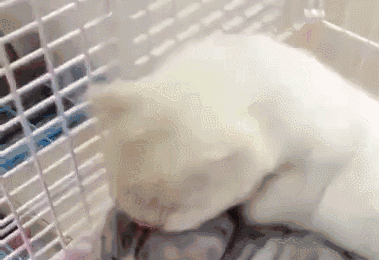 猫崽都长大了,猫爸还整天抱着给舔毛,只是一着急就踹娃是啥路数