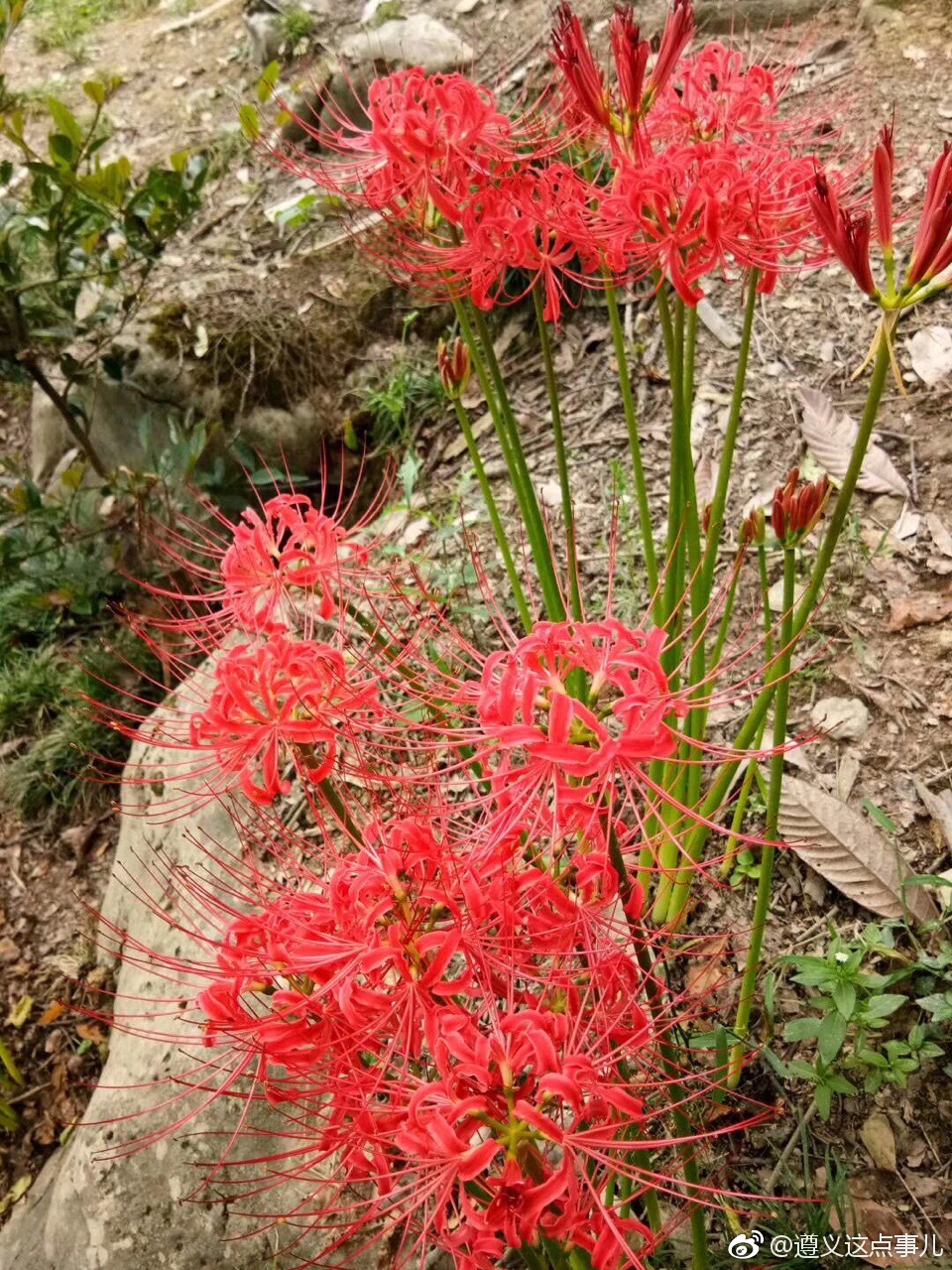 彼岸花,恶魔的温柔.民间传说中自愿投入地狱的花朵,被