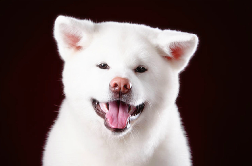 超可爱的日本忠犬八公秋田犬,狐狸犬种,是不是