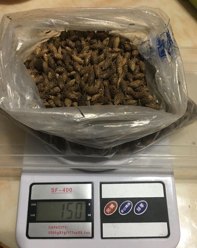 最新苍耳子油v流程流程(炮制苍耳子包括和苍耳苏木栗锤子图片