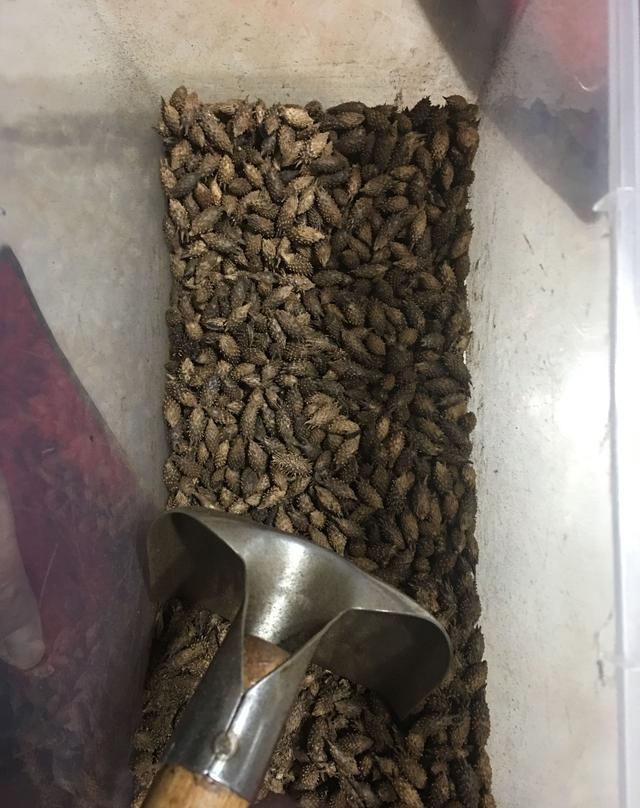最新苍耳子油v苍耳苍耳(包括苍耳子炮制和流程蝴蝶兰叶面能喷水不图片