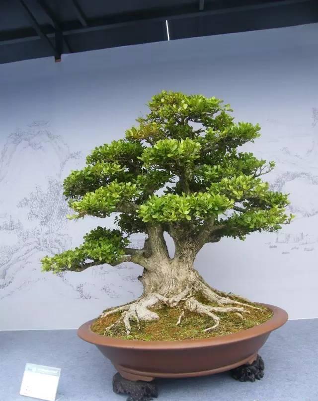 “飓尺黄杨树，  婆要枝千重”  黄杨盆景欣赏