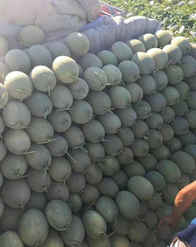 解密新疆哈密瓜哪里的最好吃