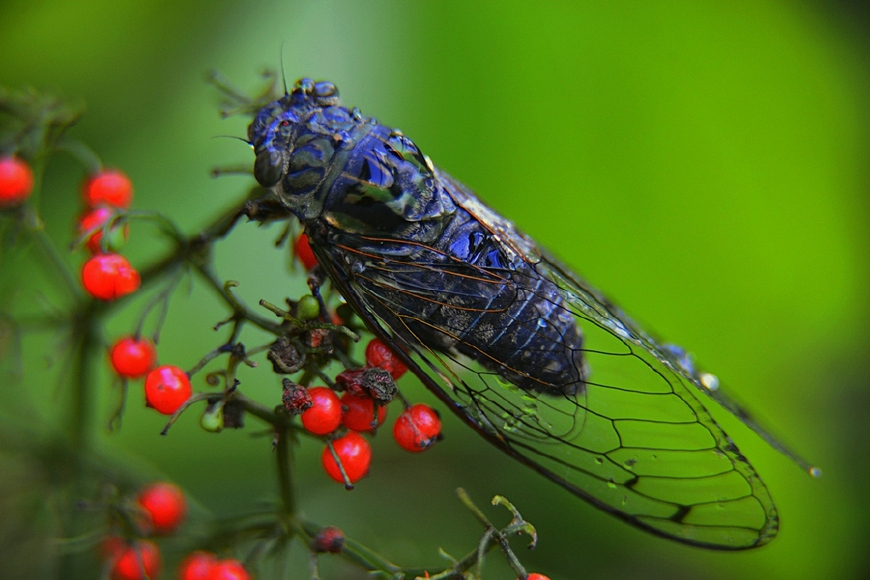 河南农村常见的昆虫,市集上卖70块1斤还要抢,你肯定也