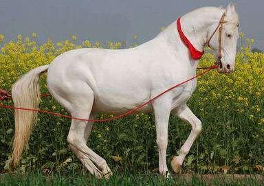 地球上10大最漂亮的马,第一被称为黄金之马,阿