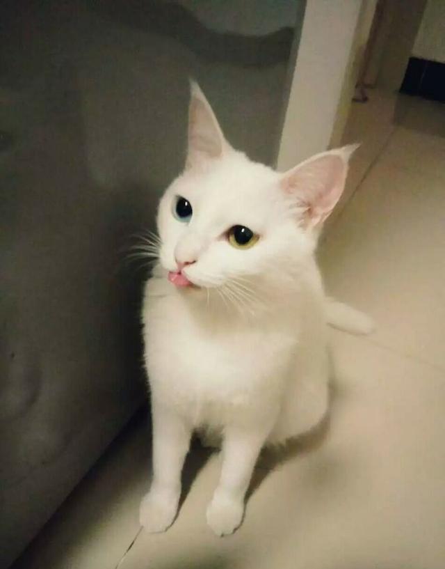 晒猫日|异瞳喵星人,应该是上天特别的宠儿