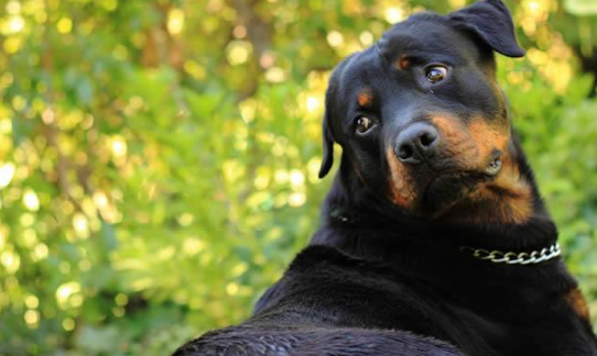 世界十大大型犬排名