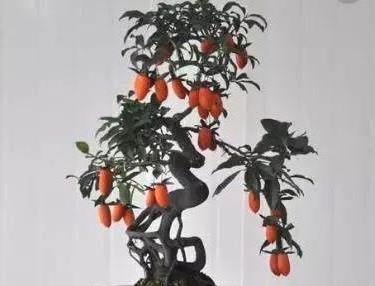 老鸦柿和金弹子的区别辨识,值得收藏!