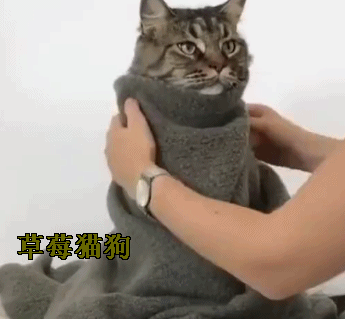 主人强行给猫咪穿衣服,猫咪立马被定住了,最后的表情亮了