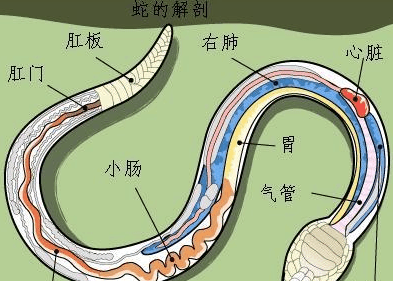 蛇的致命弱点在哪里？捕蛇者：为什么说七寸是最危险的...