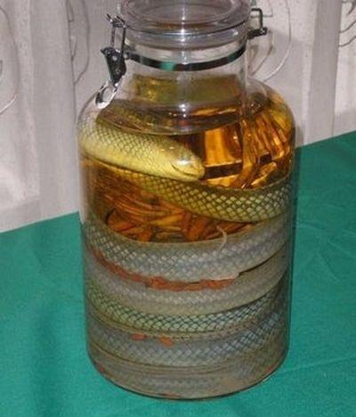 为什么毒蛇泡酒里回不死? 不死的原因是什么?