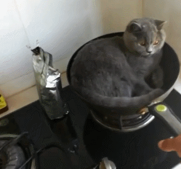 一回到家就发现猫咪蹲铁锅里了，猫咪:我要表演铁锅炖自己