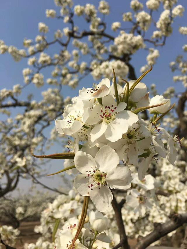 北京大兴庞各庄梨花节,万亩梨园梨花绽放,清香四溢春色无边