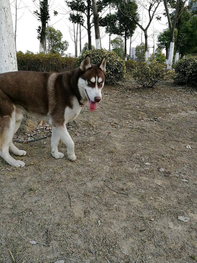 妈妈担心养哈士奇会耽误我明年高考,竟然偷偷