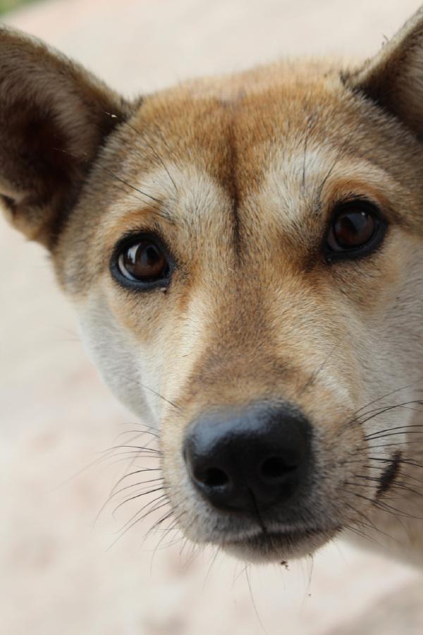 中华田园犬--土狗