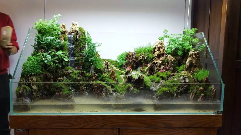 本色水景 | 1.2米松皮石水陆景案例,水草草缸造景培训开店