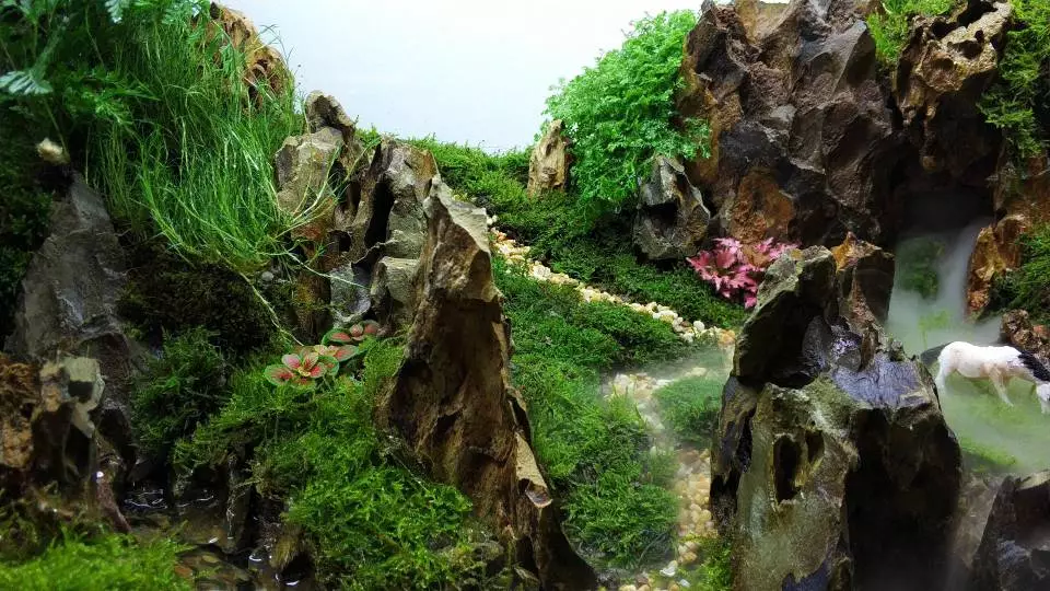 本色水景 | 1.2米松皮石水陆景案例,水草草缸造景培训开店