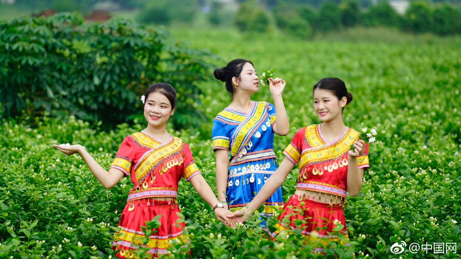 九月茉香·寻访中国茉莉之乡横县|横县|茉莉|茉莉花_新浪新闻