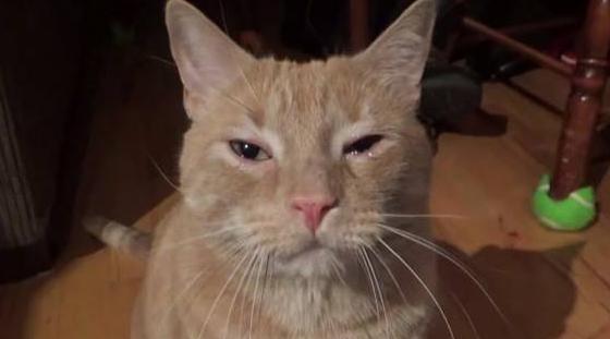 猫咪玩具弄丢,找主人诉苦伤心得直落泪~