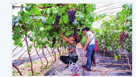 静海区以推进绿色发展、高质量发展为主攻方向