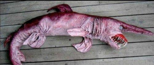 地球上10大丑到没朋友的鱼, 水滴鱼无悬念夺榜