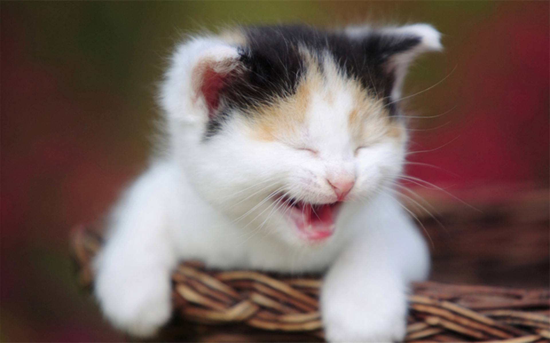 5本不出名却好看的网络小说,老书虫念念不忘,