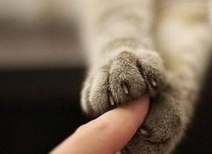 猫咪的小爪子到底有多可爱?看完总算明白了