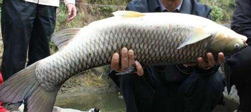 不起眼的小池塘, 养出人人羡慕的水库鱼, 这种养