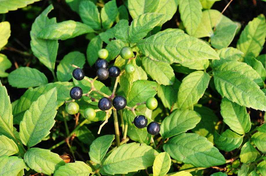草丛里的“黑珍珠”乌蔹莓，有解毒消肿的功效